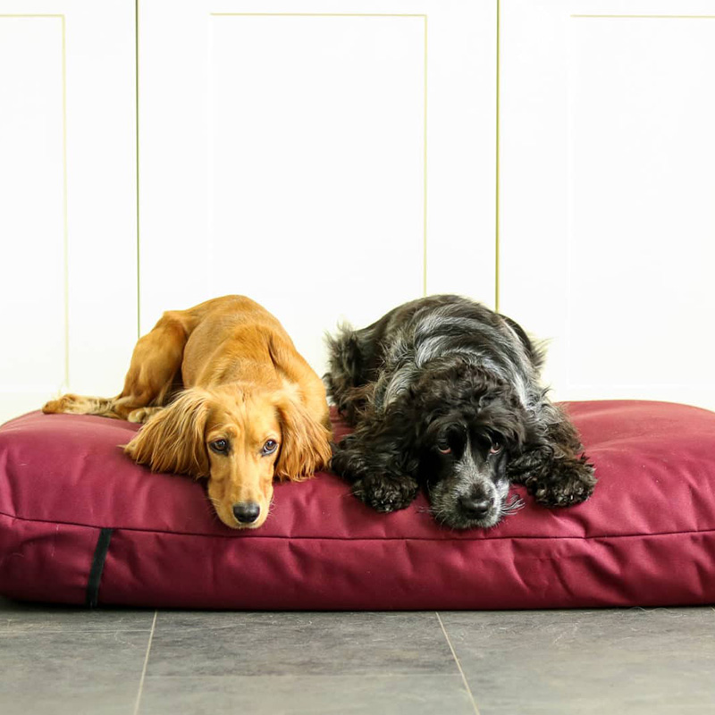 Waterproof Orthopaedic Dog Beds - Berkeley Dog Beds - CAM ...