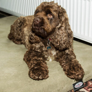Active Recovery Lite Dog Bed