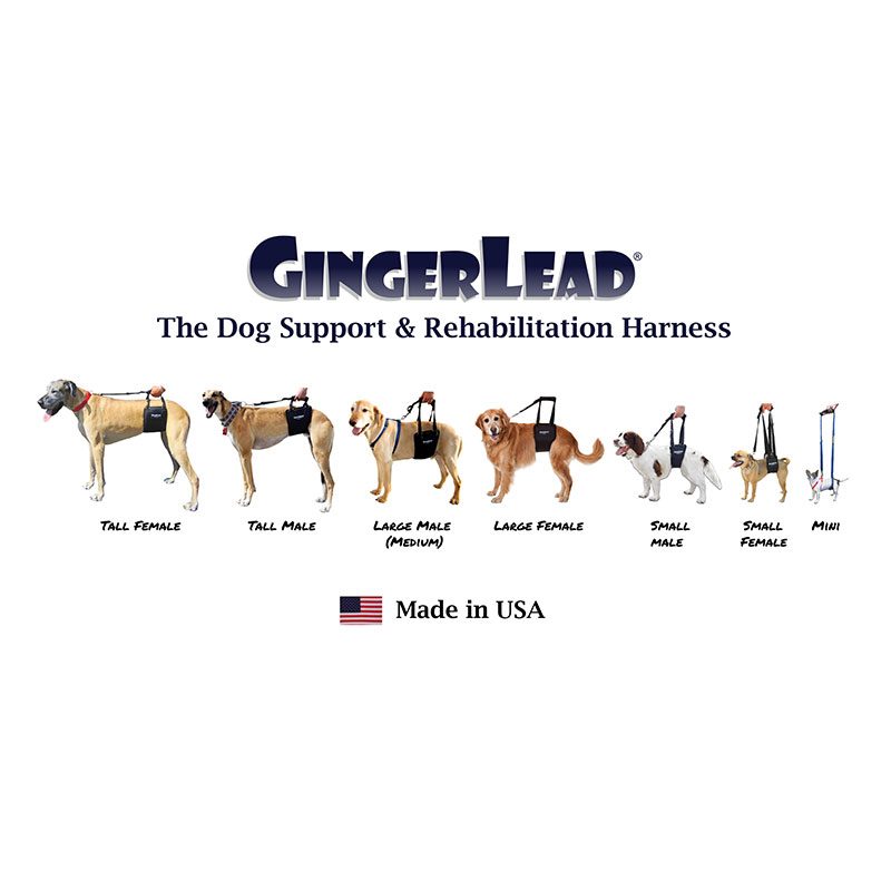 GingerLead Sizes