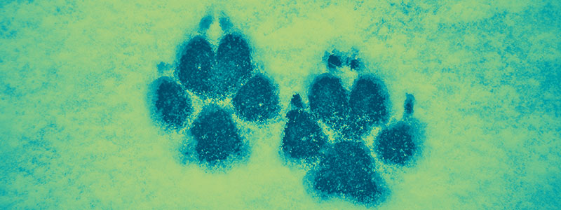 Pawprints