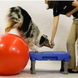 FitPAWS Klimb Dog Training Platform