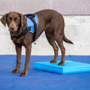 FitPAWS balance pad