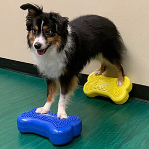 FitPAWS Mini FitBone