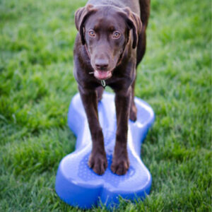 FitPAWS K9 Fitbone