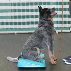 FitPAWS Ramp