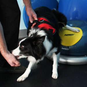 FitPAWS Targets