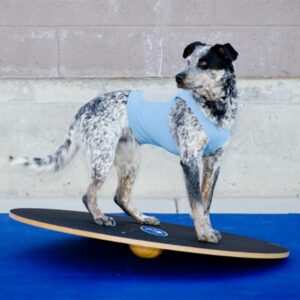 FitPAWS Wobble board