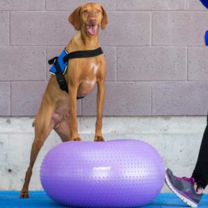FitPAWS Trax Donut