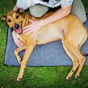 FitPAWS K9 Fit Bed