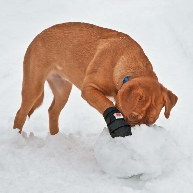 Dog Shoe