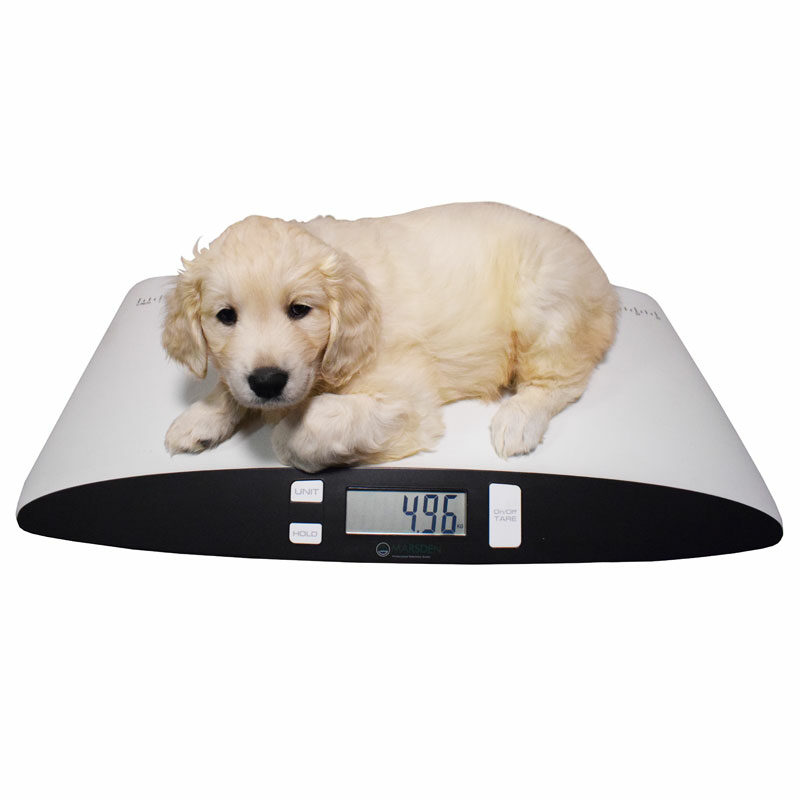 Marsden Scales V 25 With Dog