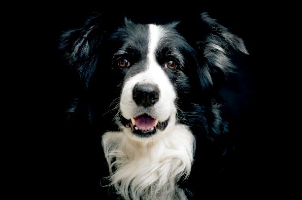 collie on black background