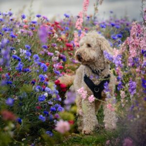 perfectfit the ultimate walking harness