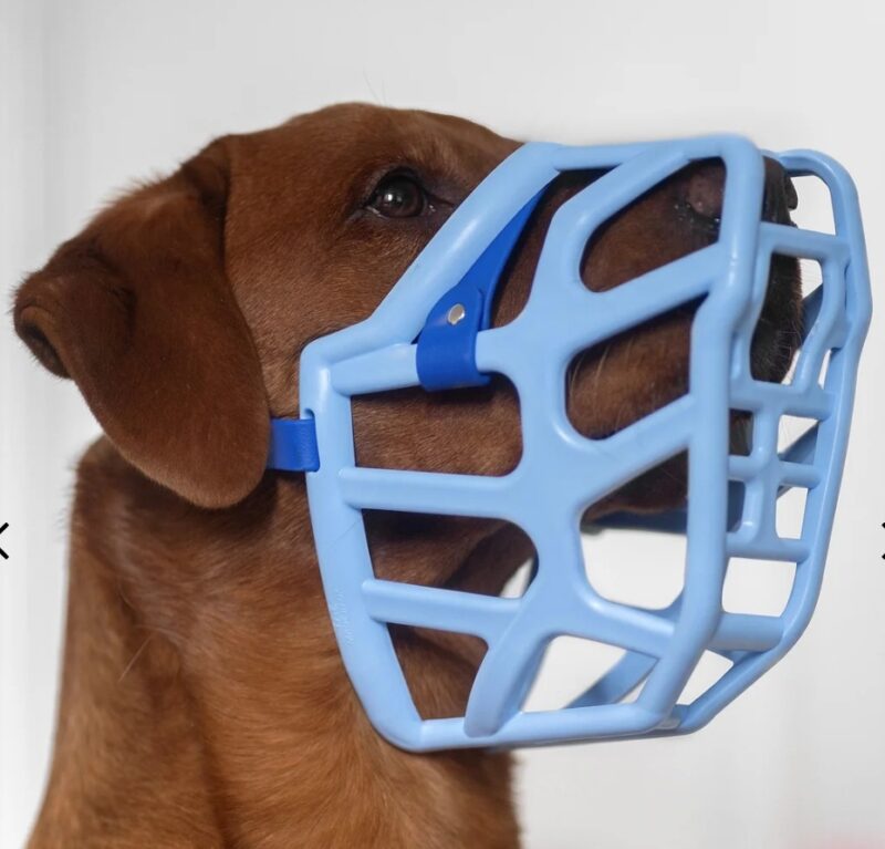 dog muzzles that look & feel good