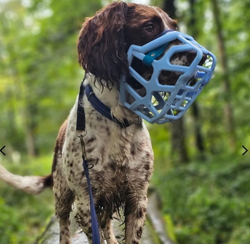 dog muzzles that look & feel good