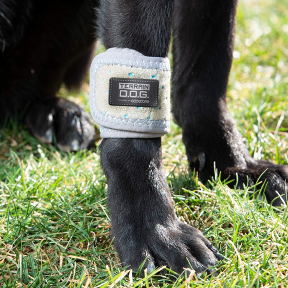 terrain dog cooling band icing and cooling therapy
