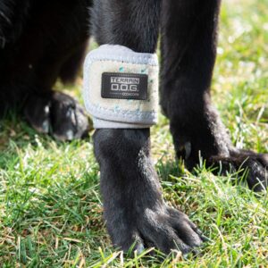 terrain dog cooling band icing and cooling therapy