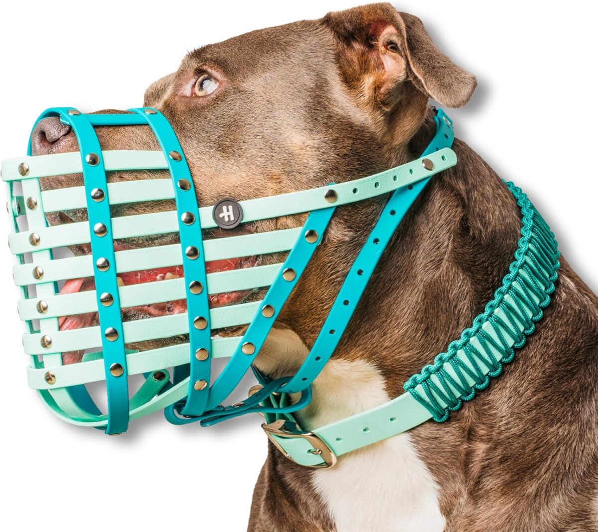 happy muzzle dog muzzle