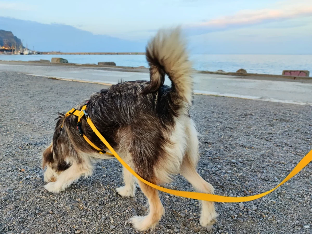 canuzzo dog leash (5 meter)